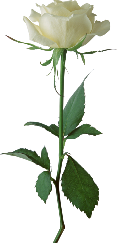 White Rose Transparent Transparent PNG Image