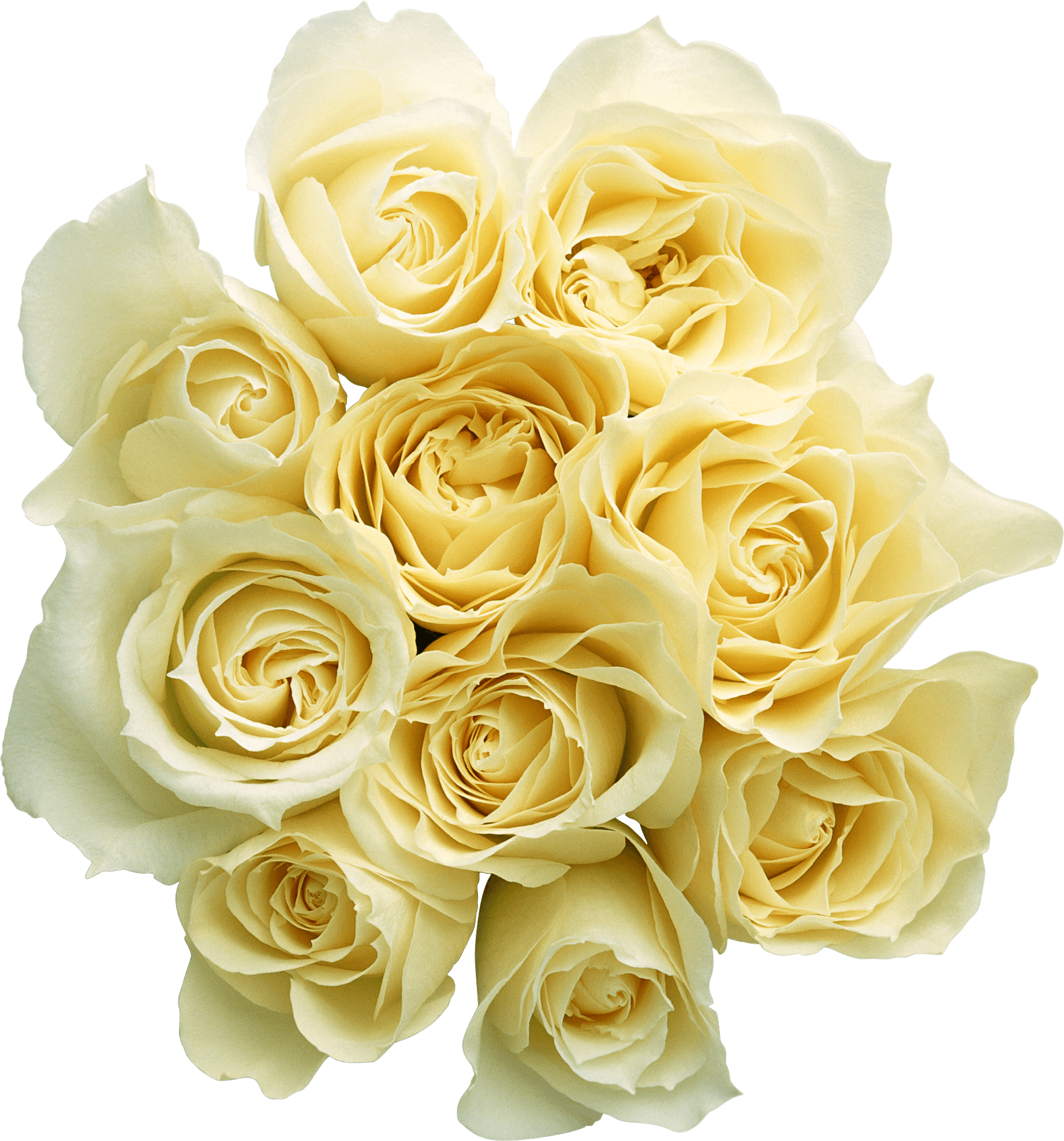 White Rose Png Image Flower White Rose Png Picture Transparent PNG Image