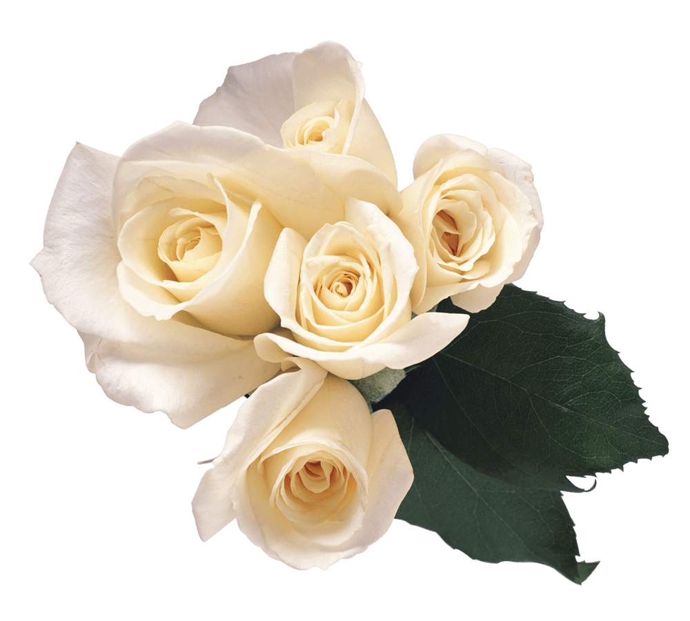 White Roses Png Image Transparent PNG Image