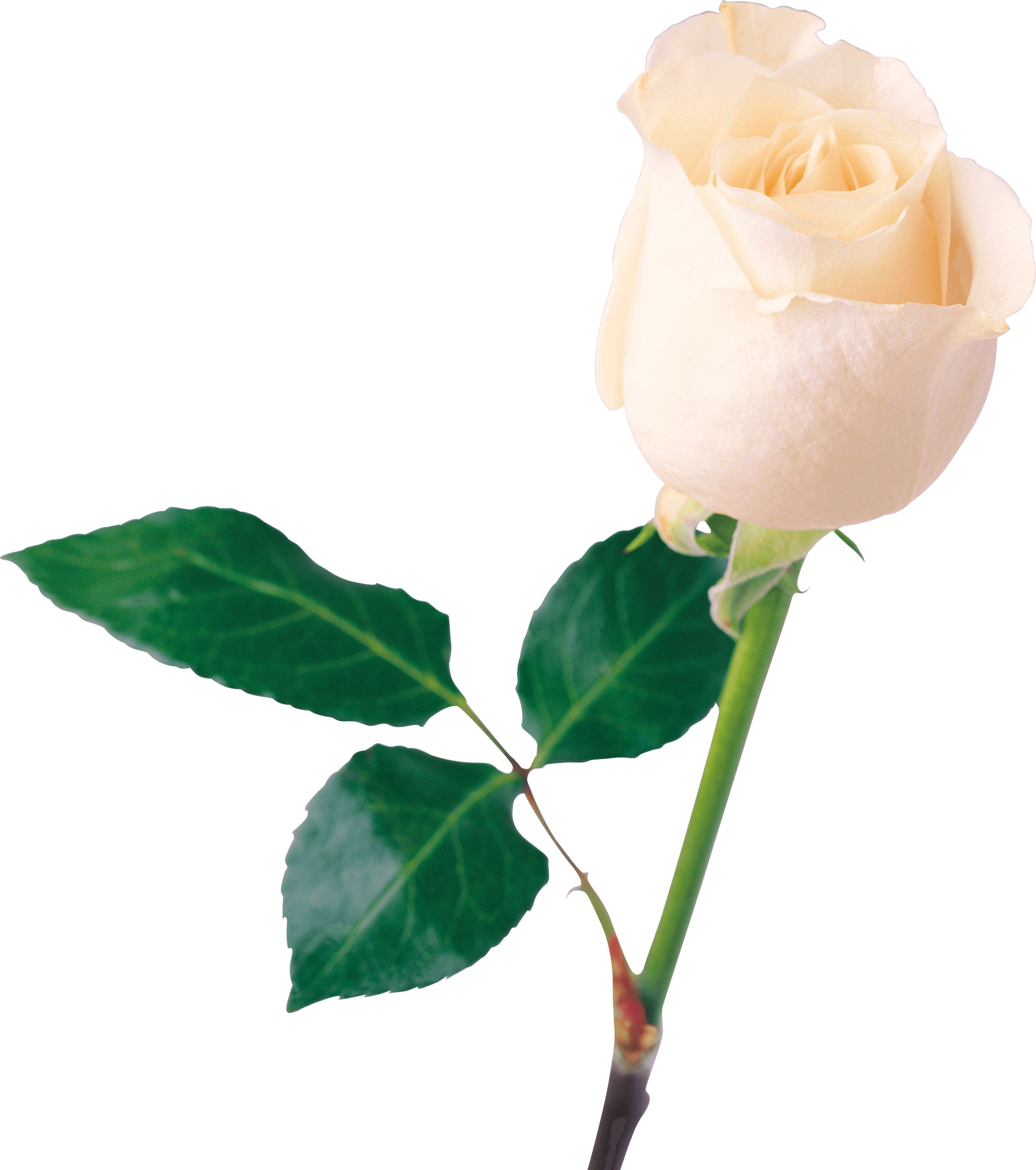 White Rose Png Image Flower White Rose Png Picture Transparent PNG Image