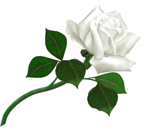 White Rose Png Image Flower White Rose Png Picture Transparent PNG Image