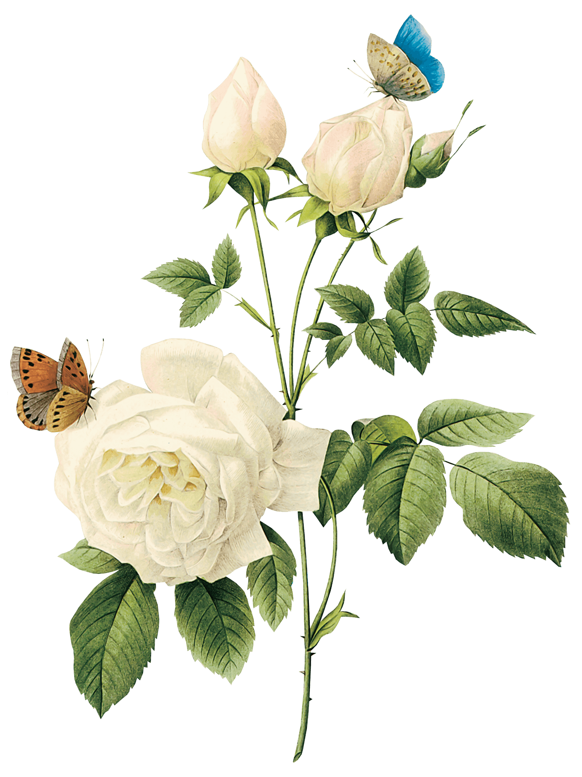 White Rose Png Image Flower White Rose Png Picture Transparent PNG Image