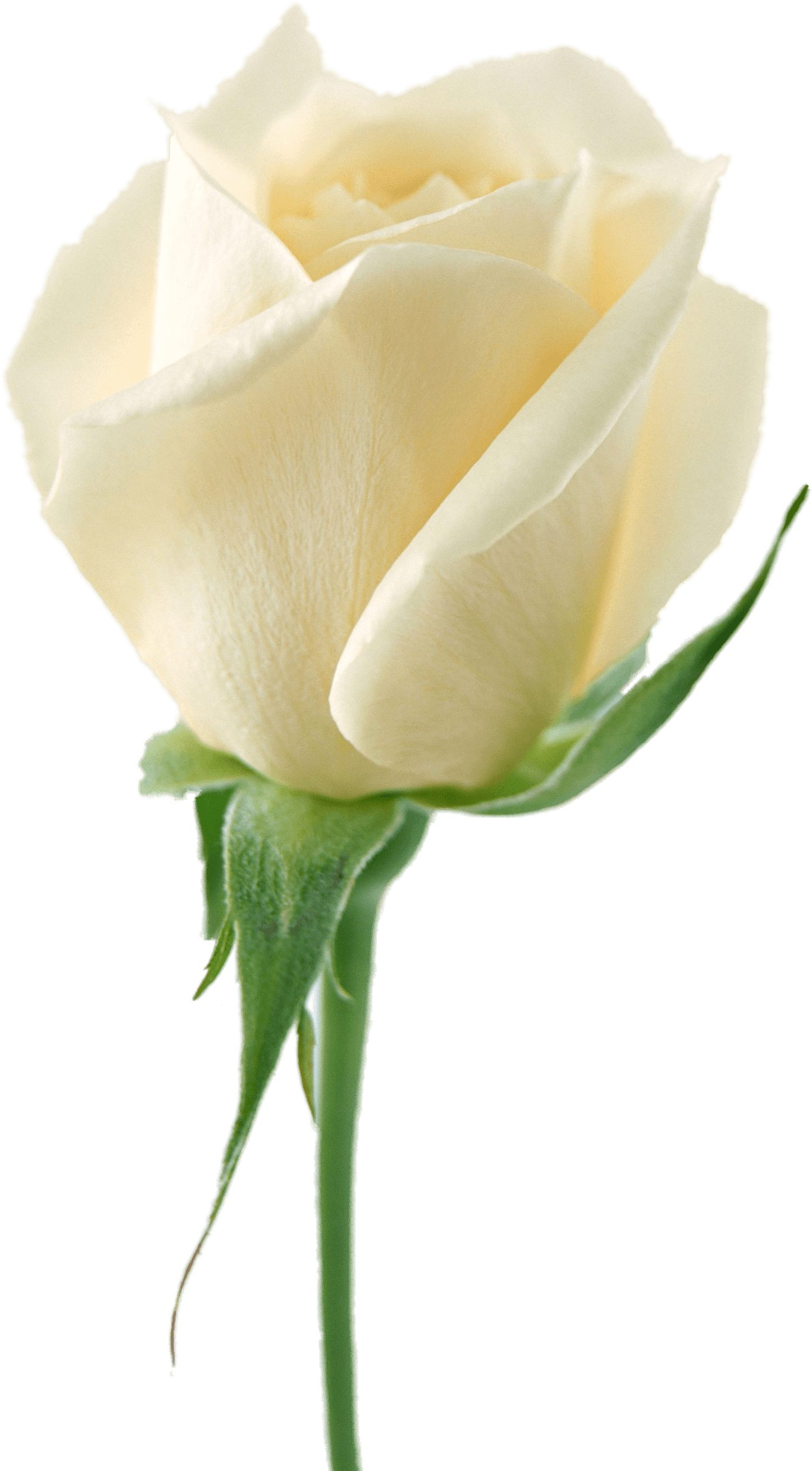 White Rose Png Image Flower White Rose Png Picture Transparent PNG Image