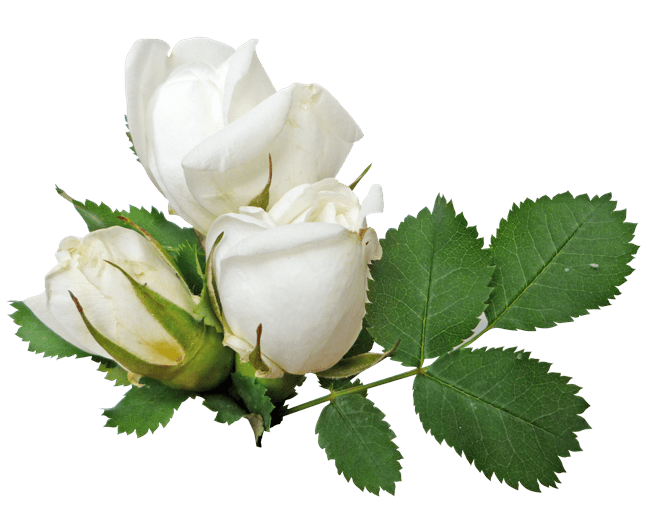 White Rose Png Image Flower White Rose Png Picture Transparent PNG Image