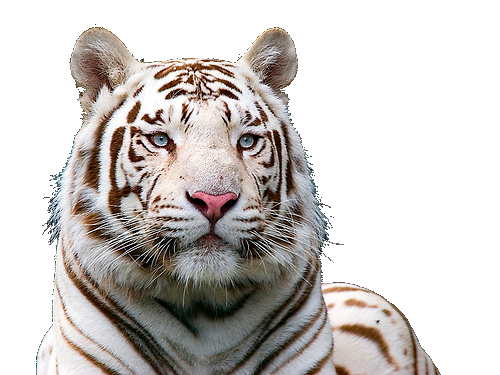 White Tiger Free Download Png Transparent PNG Image