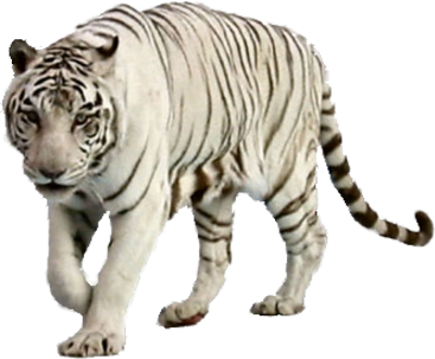 White Tiger Free Png Image Transparent PNG Image