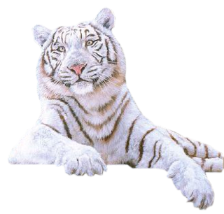 White Tiger Png Picture Transparent PNG Image