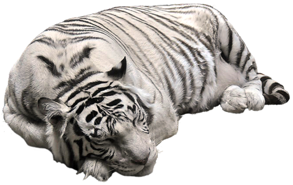 White Tiger Png Image Transparent PNG Image