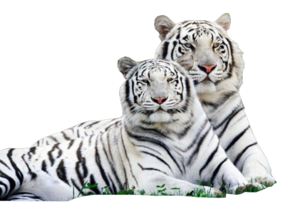 White Tiger Png Transparent PNG Image