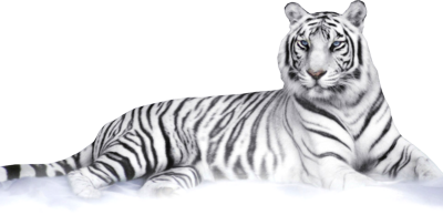 White Tiger Download Png Transparent PNG Image