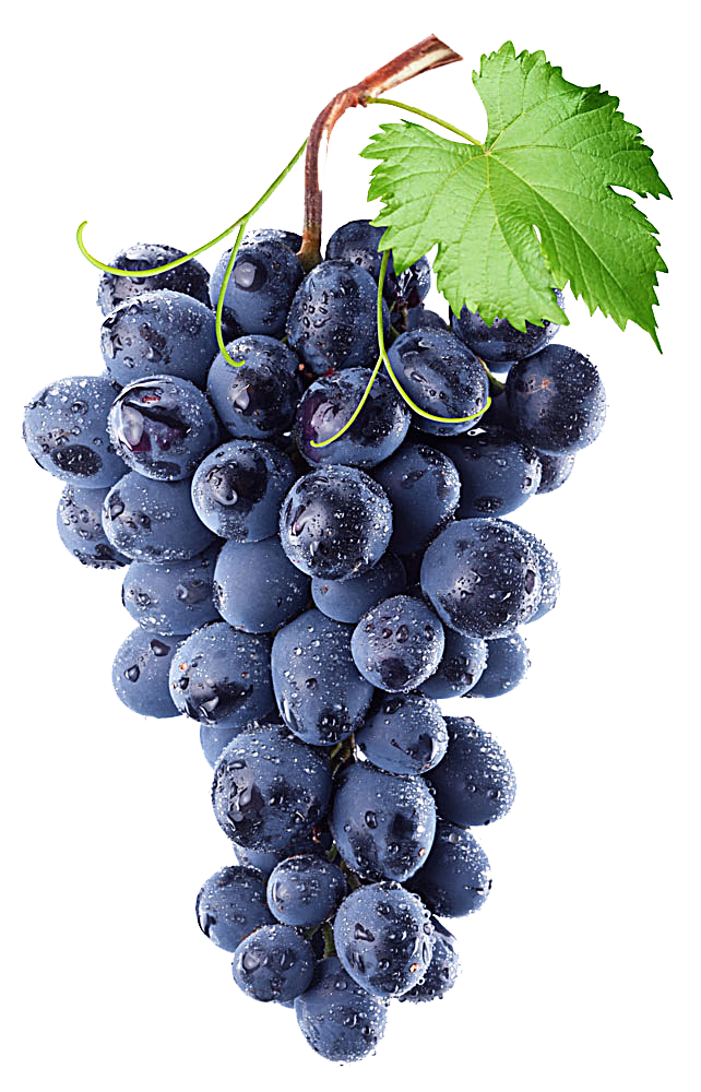 Isabella Grape Concord Purple Vine Common Wine Transparent PNG Image