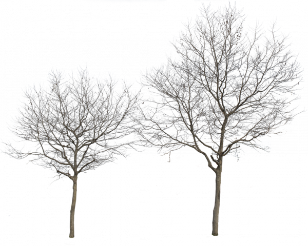 Tree Winter Download HD Transparent PNG Image