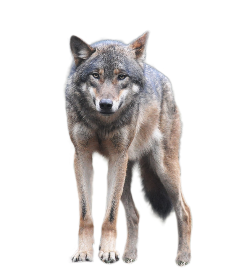 Wolf Download Png Transparent PNG Image