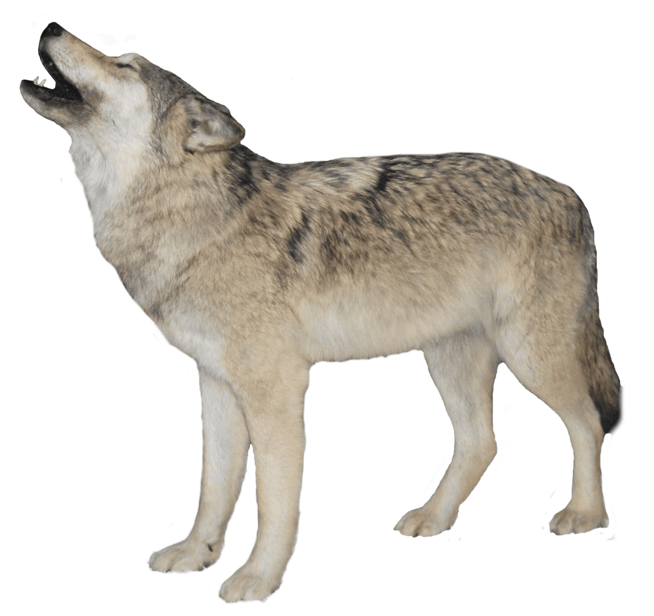 Black Wolf Png Image Picture Download Transparent PNG Image