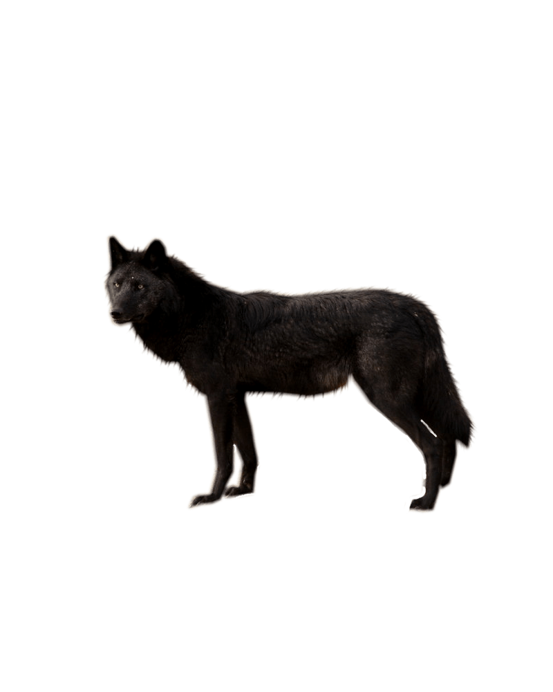 Wolf Png Image Picture Download Transparent PNG Image