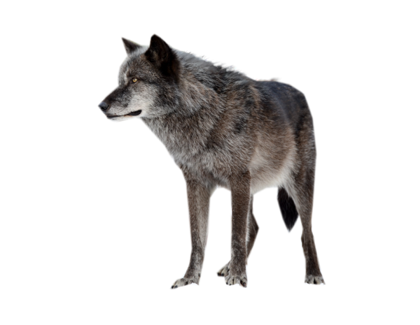 Wolf High-Quality Png Transparent PNG Image