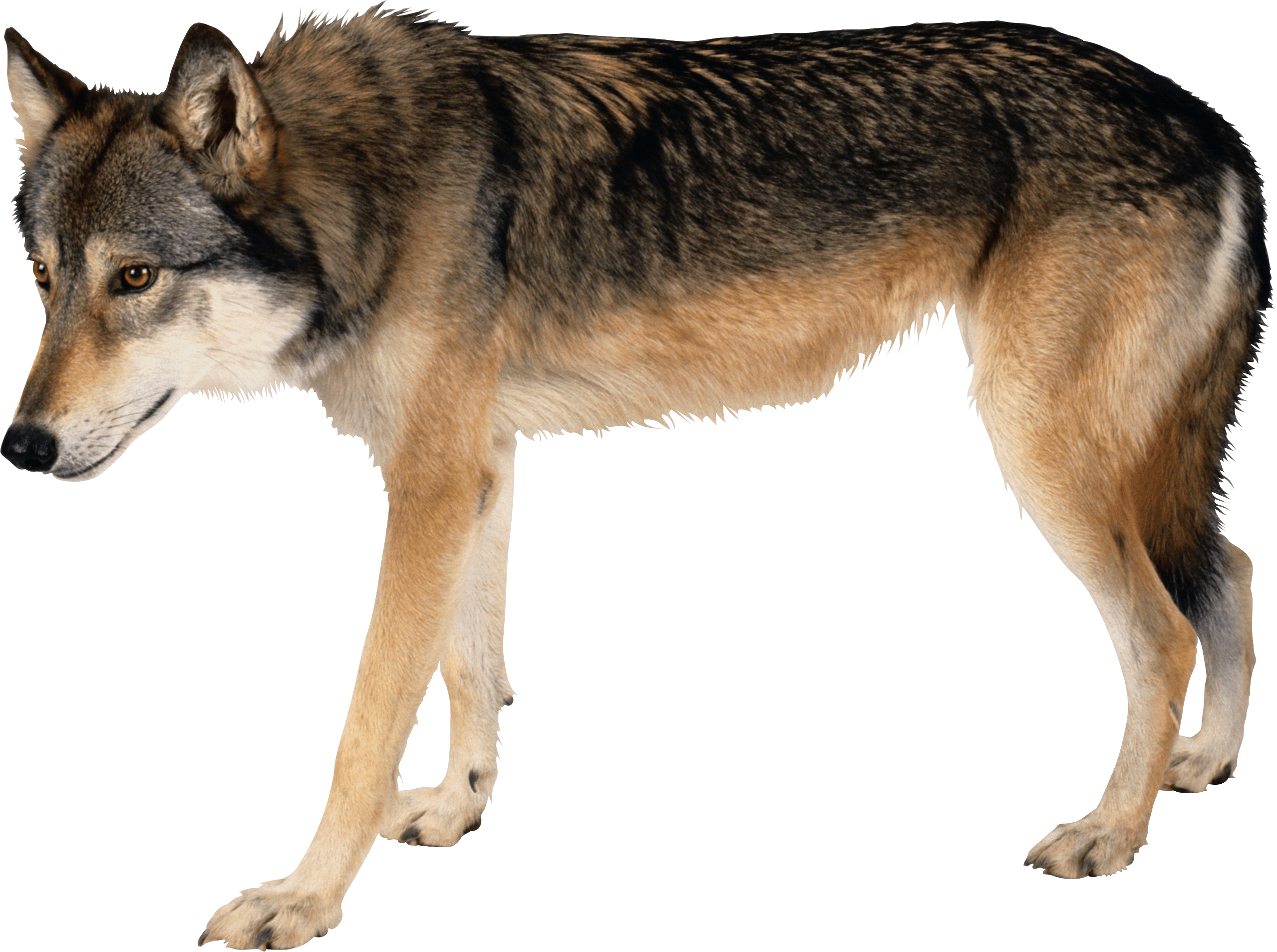 Wolf Png Image Transparent PNG Image