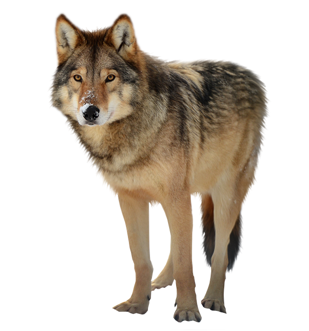 Wolf Png Clipart Transparent PNG Image