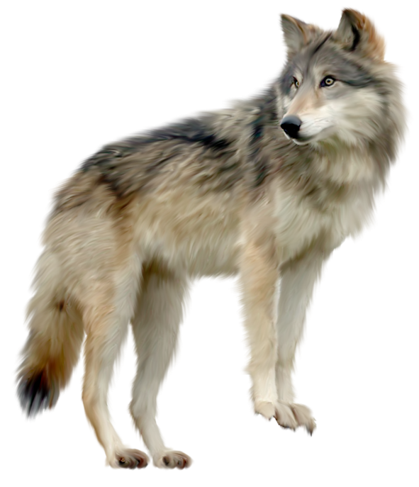 Wolf Png Images Transparent PNG Image