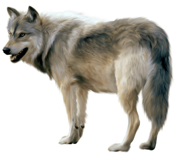 Wolf Png Image Picture Download Transparent PNG Image