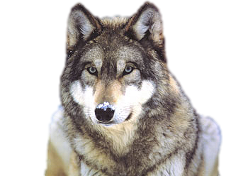 Snow Wolf Clip Art Transparent PNG Image