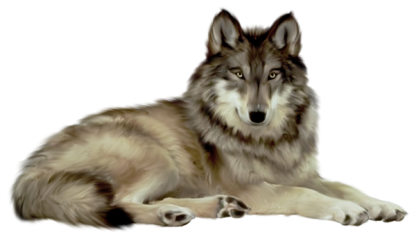 White Wolf Transparent PNG Image