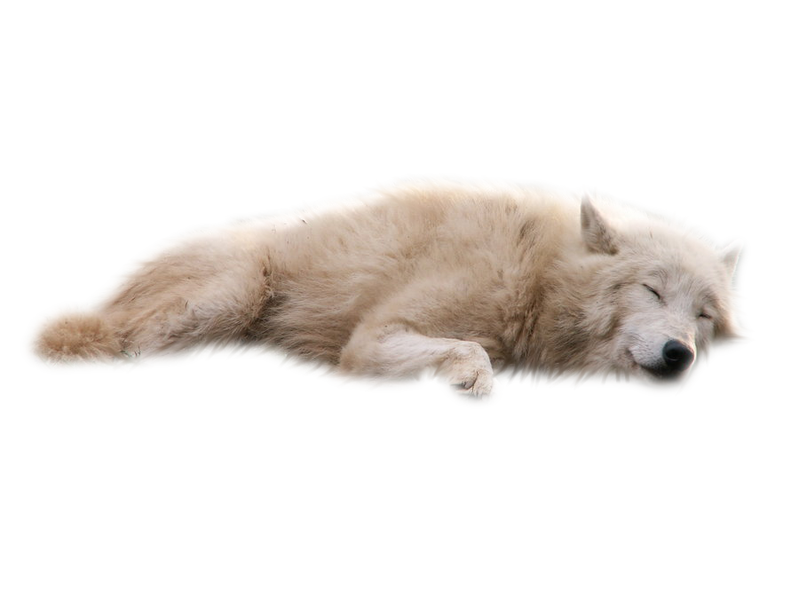 Wolves White Background Transparent Transparent PNG Image