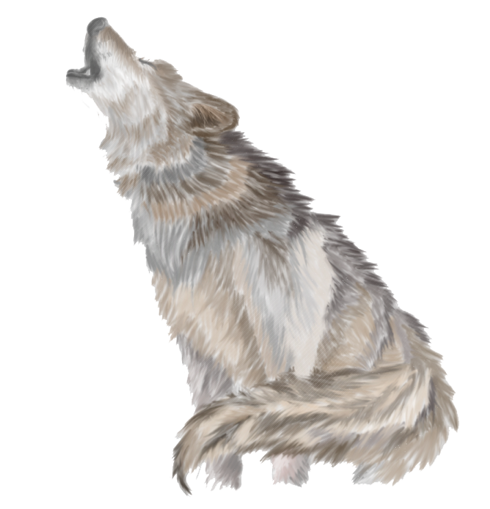 Wolves Howl Transparent PNG Image