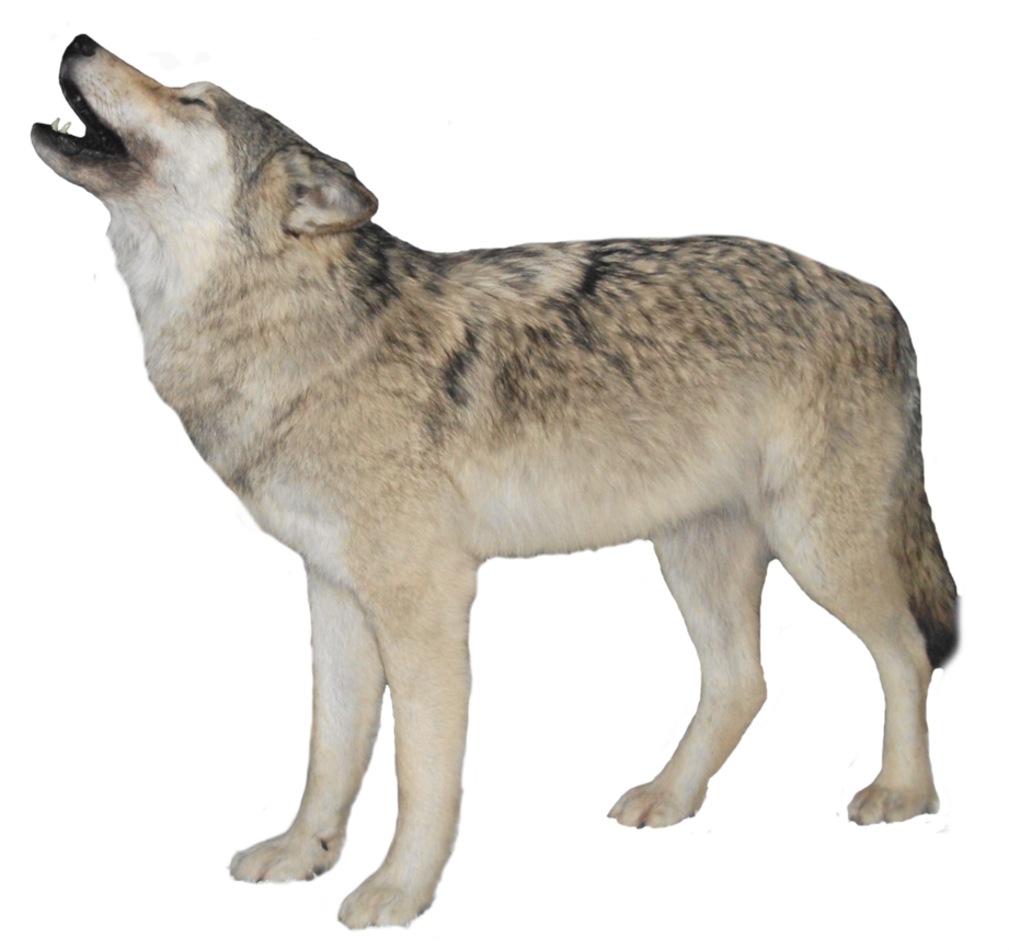 White Wolf Transparent Background Transparent PNG Image