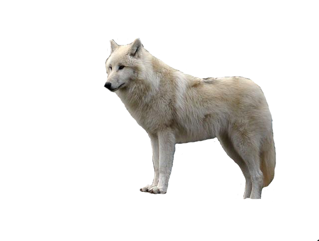 White Wolf With Transparent Transparent PNG Image