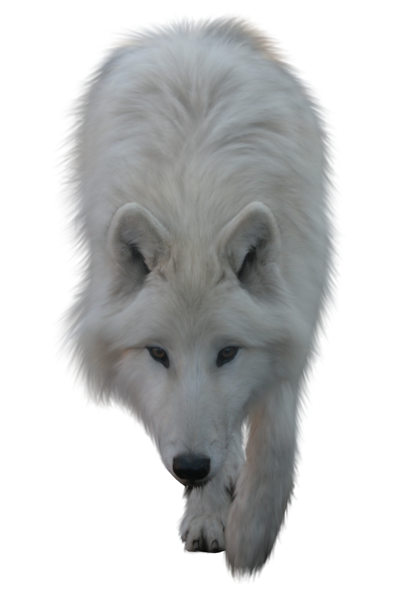 Wolf Png Picture Transparent PNG Image