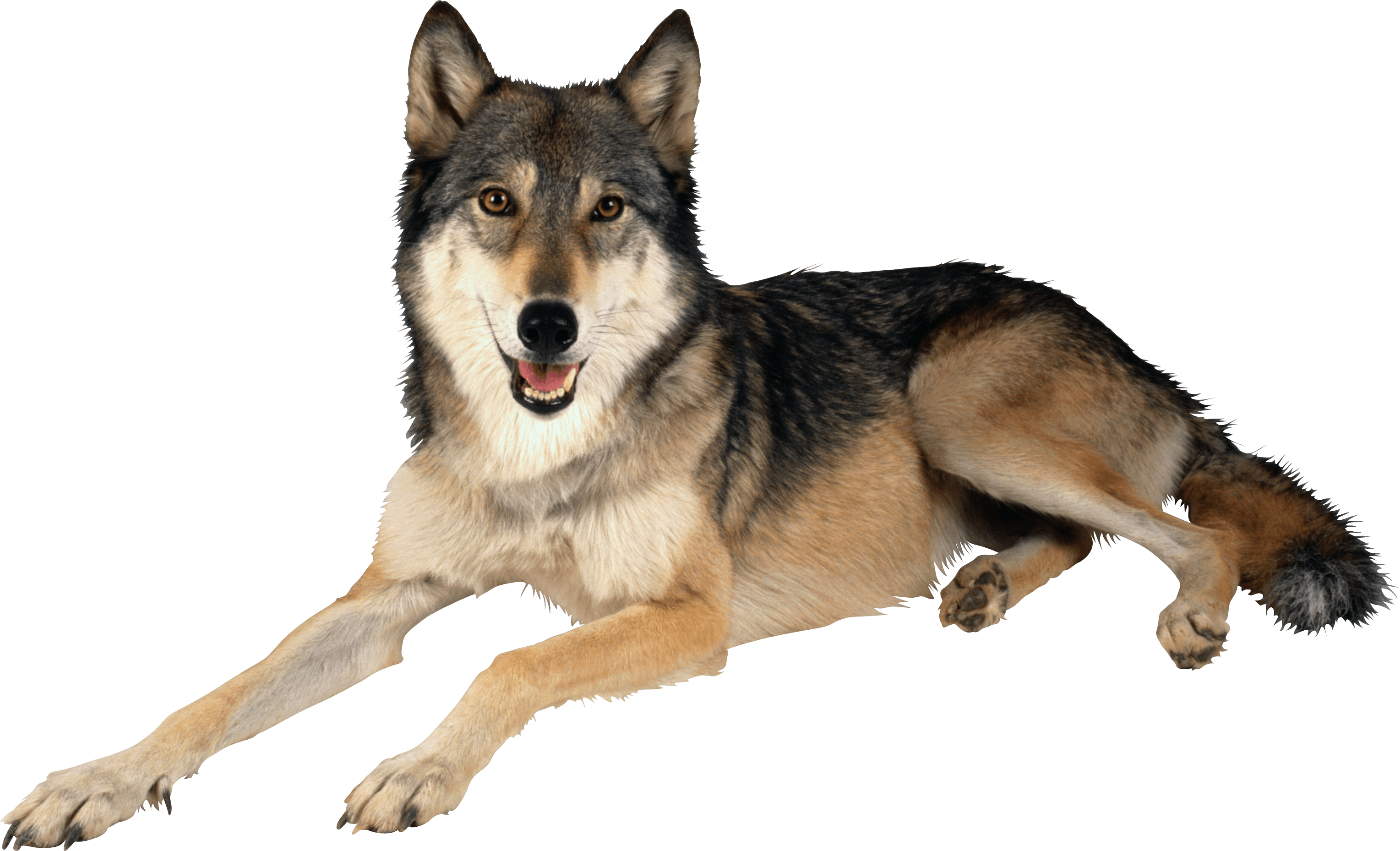 Wolf Png Image Transparent PNG Image