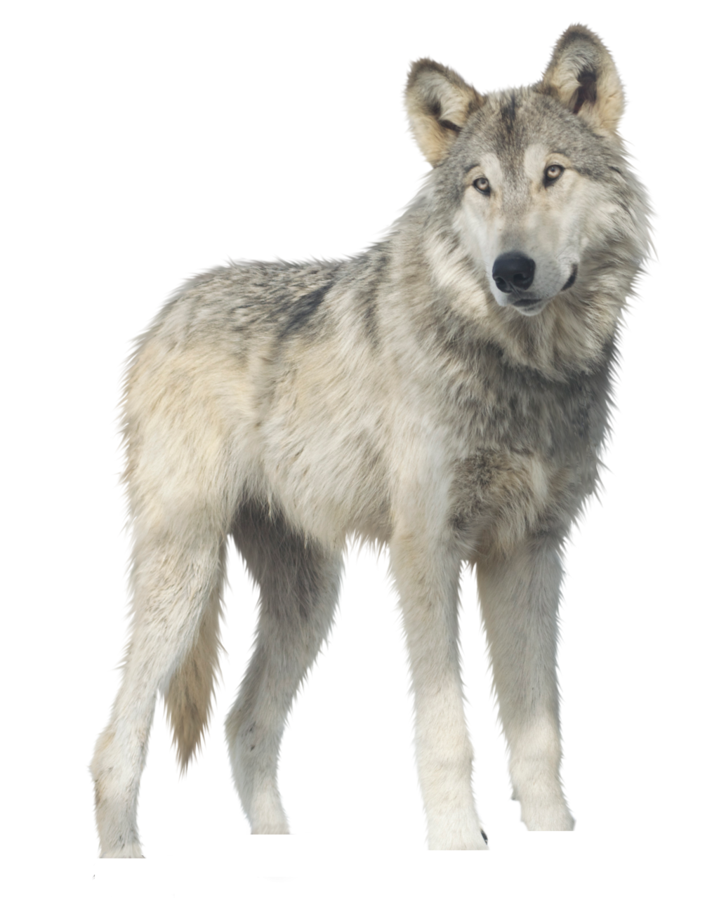 Wolf Png Transparent PNG Image