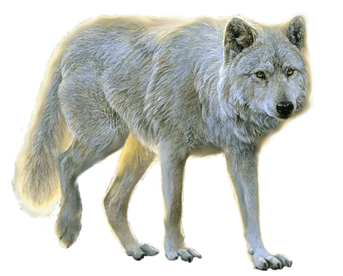 Wolf Png Image Picture Download Transparent PNG Image