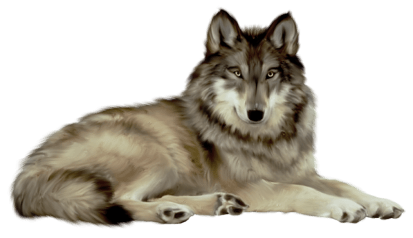 White Wolf Png Image Picture Download Transparent PNG Image