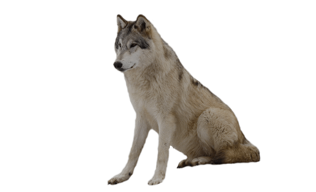 Wolf Png Image Picture Download Transparent PNG Image