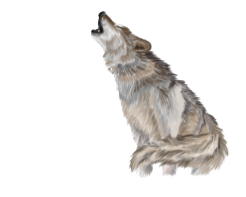 Wolf Png Pic Transparent PNG Image