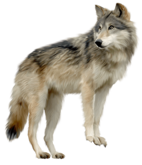 Wolf Png Image Picture Download Transparent PNG Image