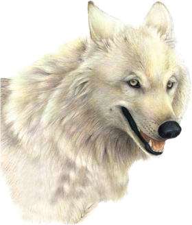 Wolf Picture Transparent PNG Image