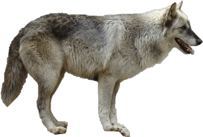 Wolf Png Image Picture Download Transparent PNG Image