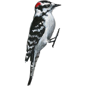 Woodpecker Png Clipart Transparent PNG Image