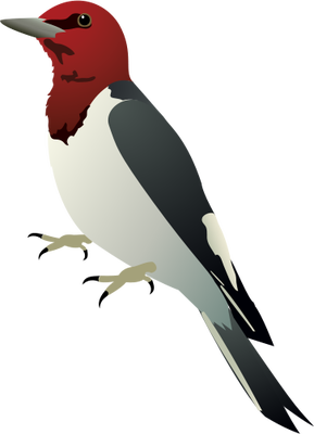 Woodpecker Transparent Transparent PNG Image