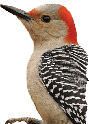 Woodpecker Png Transparent PNG Image