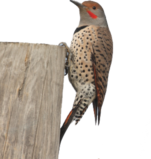 Woodpecker Picture Transparent PNG Image