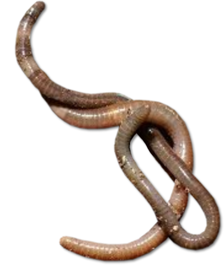 Worms Transparent Transparent PNG Image