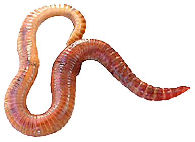 Worms Png Clipart Transparent PNG Image