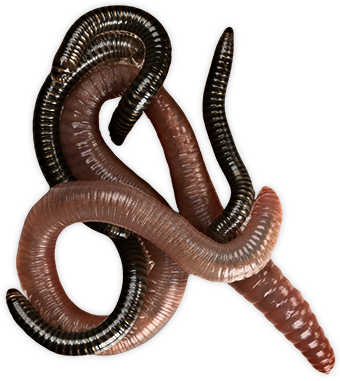 Worms Png Pic Transparent PNG Image