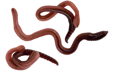 Worms Png Transparent PNG Image