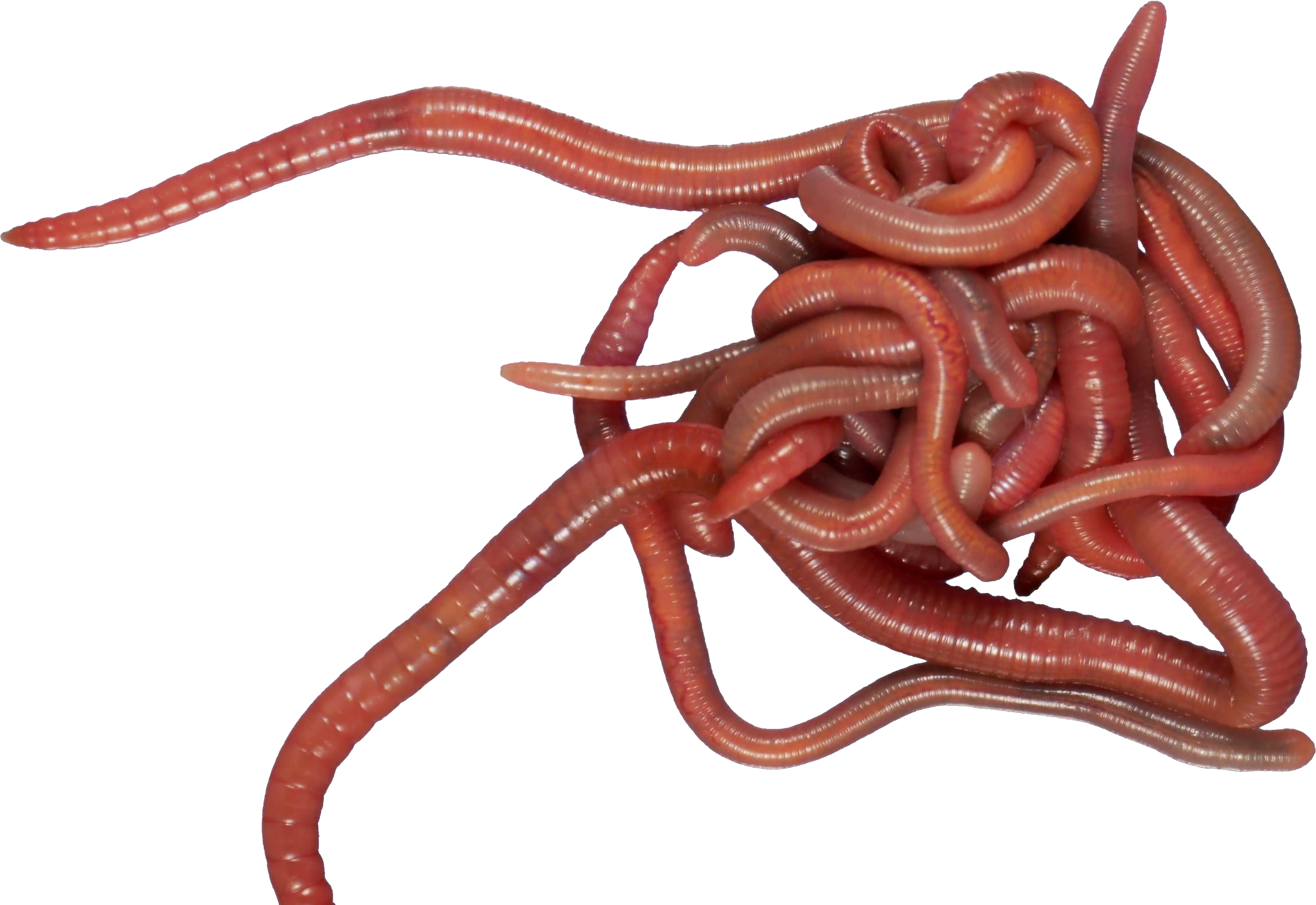 Ringed Earthworm Worm Crawling PNG Free Photo Transparent PNG Image