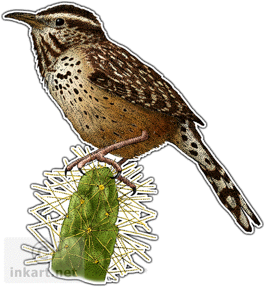 Wren Png Transparent PNG Image